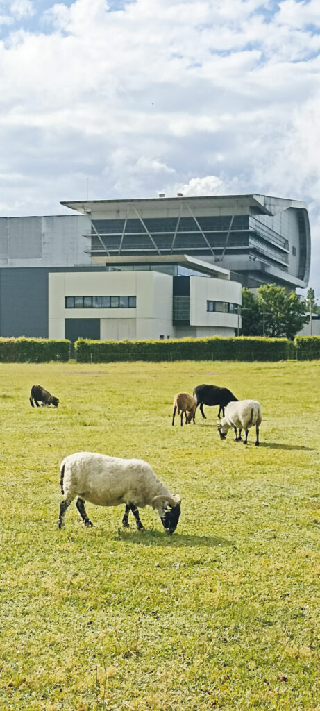Eco-paturage - Ecopole de Bourogne